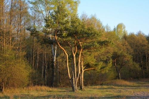 Белорусские леса
